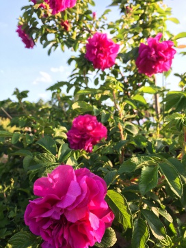 この土地に似合うワイルドなバラを植えた