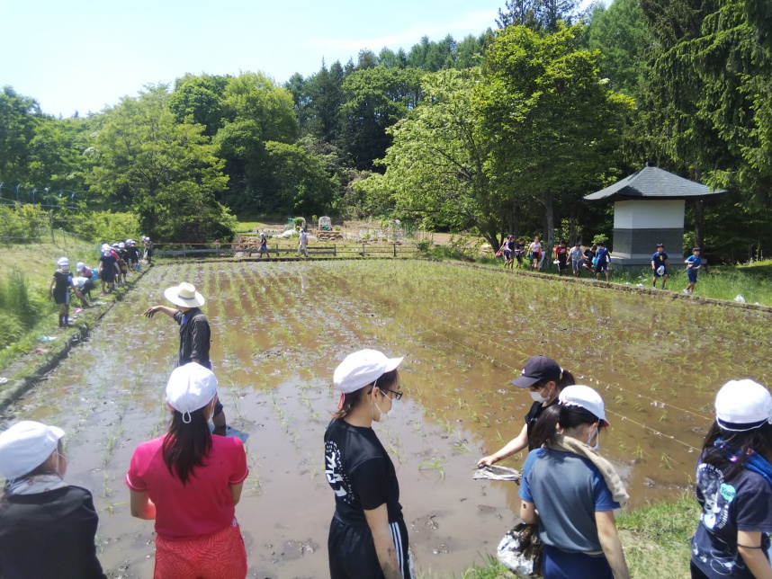 ひとまず植え終わった状態