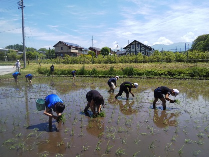 田植えの精鋭たち